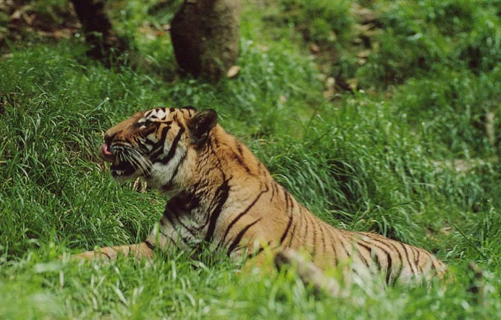 Indochinesischer Tiger, © by Elizabeth Kemf / WWF-Canon