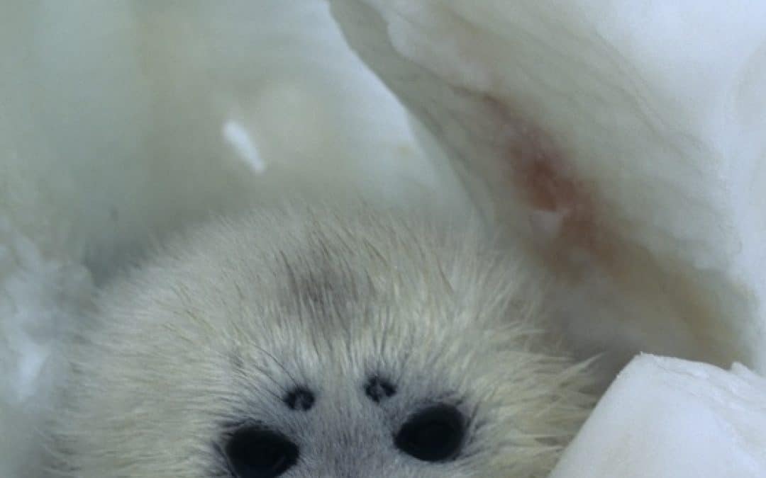 WWF: Robbenbabys verenden qualvoll