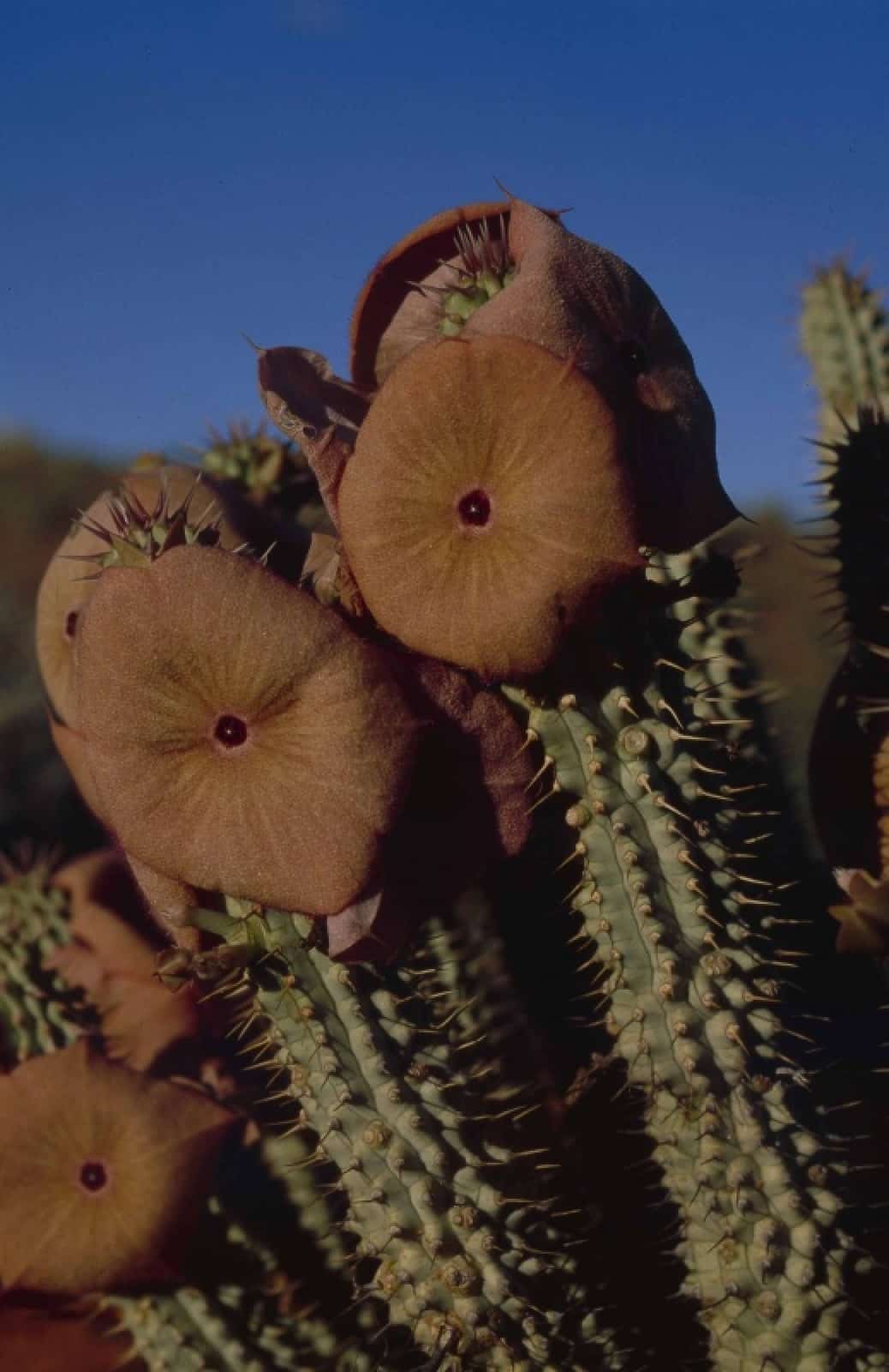 Hoodia gordonii Struizendam _vorschau