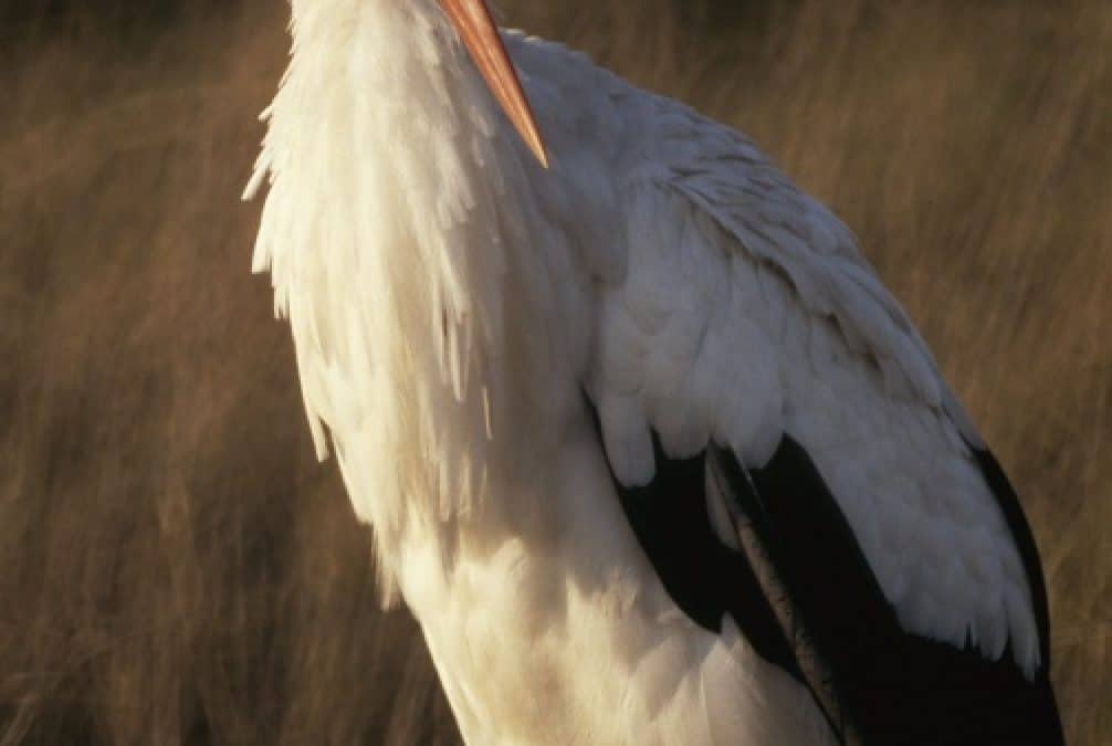 Der erste Weißstorch ist im WWF-Reservat gelandet