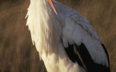 Der erste Weißstorch ist im WWF-Reservat gelandet