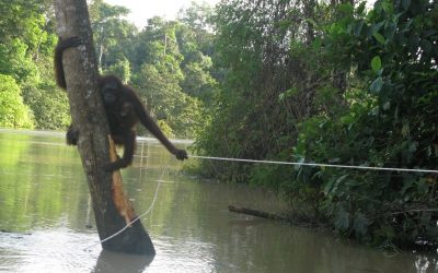 WWF-Naturschützer retten Orang-Utans in Borneo vor dem Ertrinken