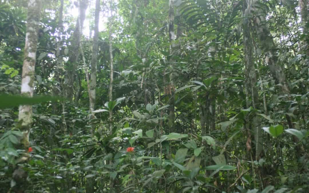 Peru: 280.000 US Dollar für artenreichstes Regenwaldschutzgebiet