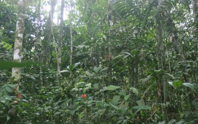 Peru: 280.000 US Dollar für artenreichstes Regenwaldschutzgebiet