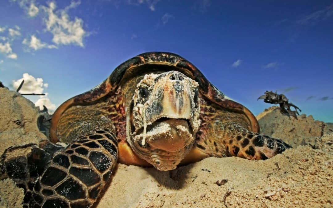Meeresschildkröten: Sinnloses Sterben endlich vorbei!