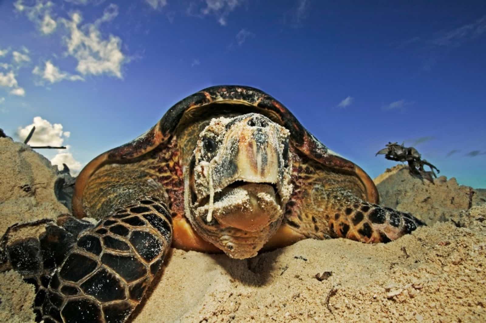 karettschildkroete©Martin Harvey_WWF-Canon.jpg