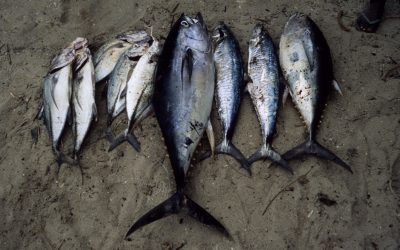 WWF fordert Verkaufsstopp für Sushi-Tunfisch