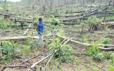 WWF: Klimawandel kann das Ende des Amazonasregenwaldes bedeuten