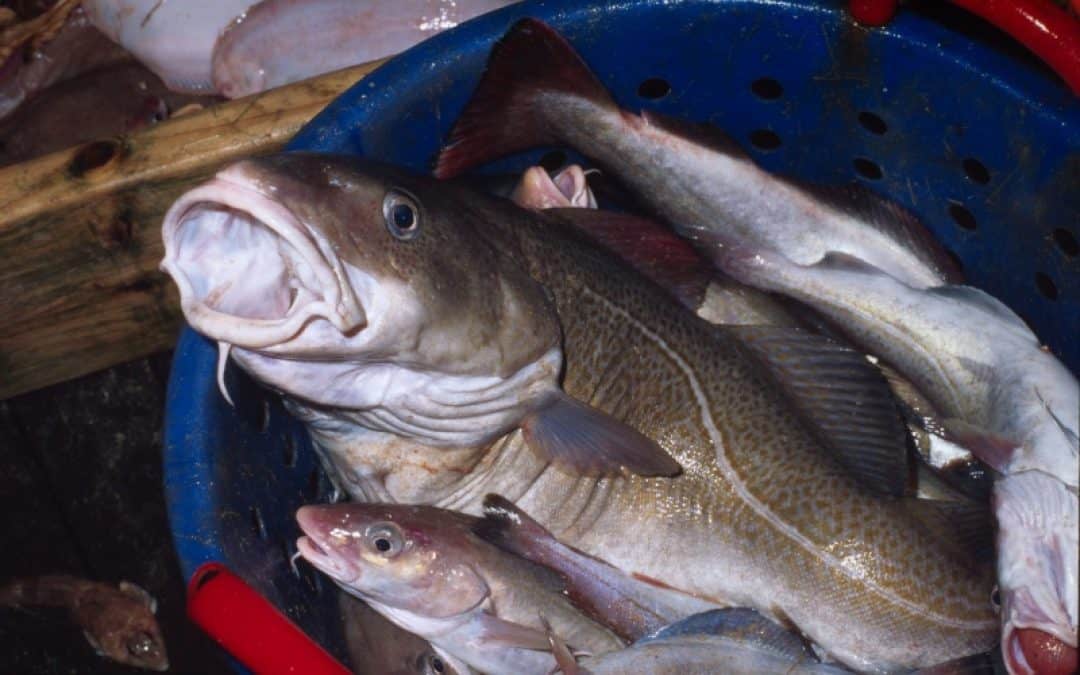 Karfreitag: Fisch und Ostereier!