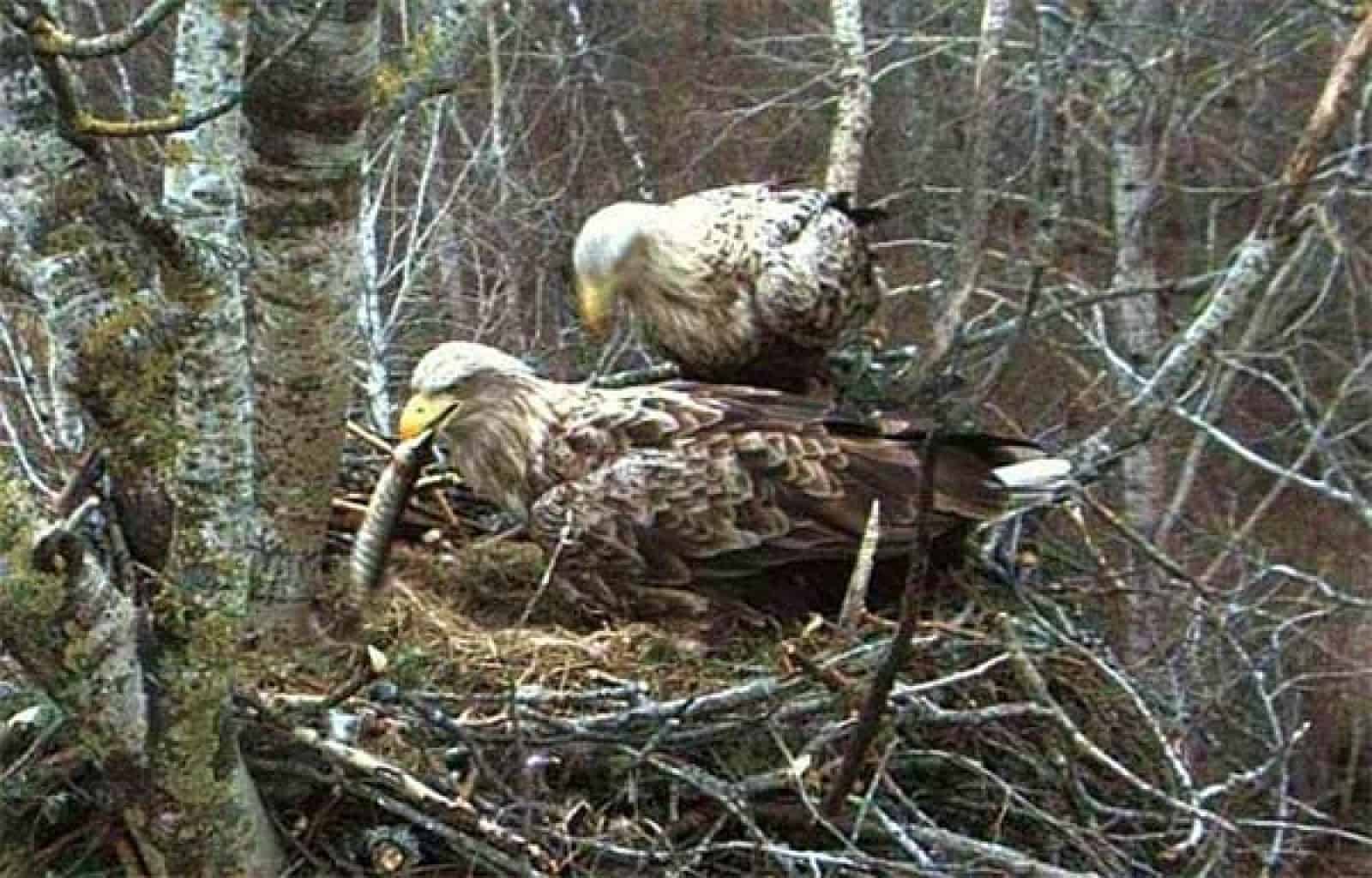 Brütende Seeadler
