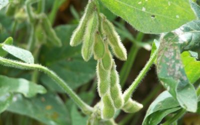 Brasilien: Soja-Moratorium schützt Amazonas-Regenwald