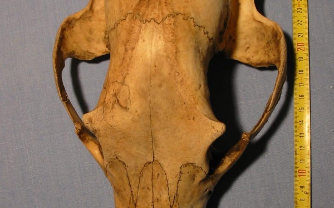 WWF: Weiterer verschwundener Ötscherbär identifiziert