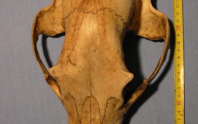 WWF: Weiterer verschwundener Ötscherbär identifiziert