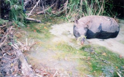 Seltenste Säugetiere der Welt in Gefahr