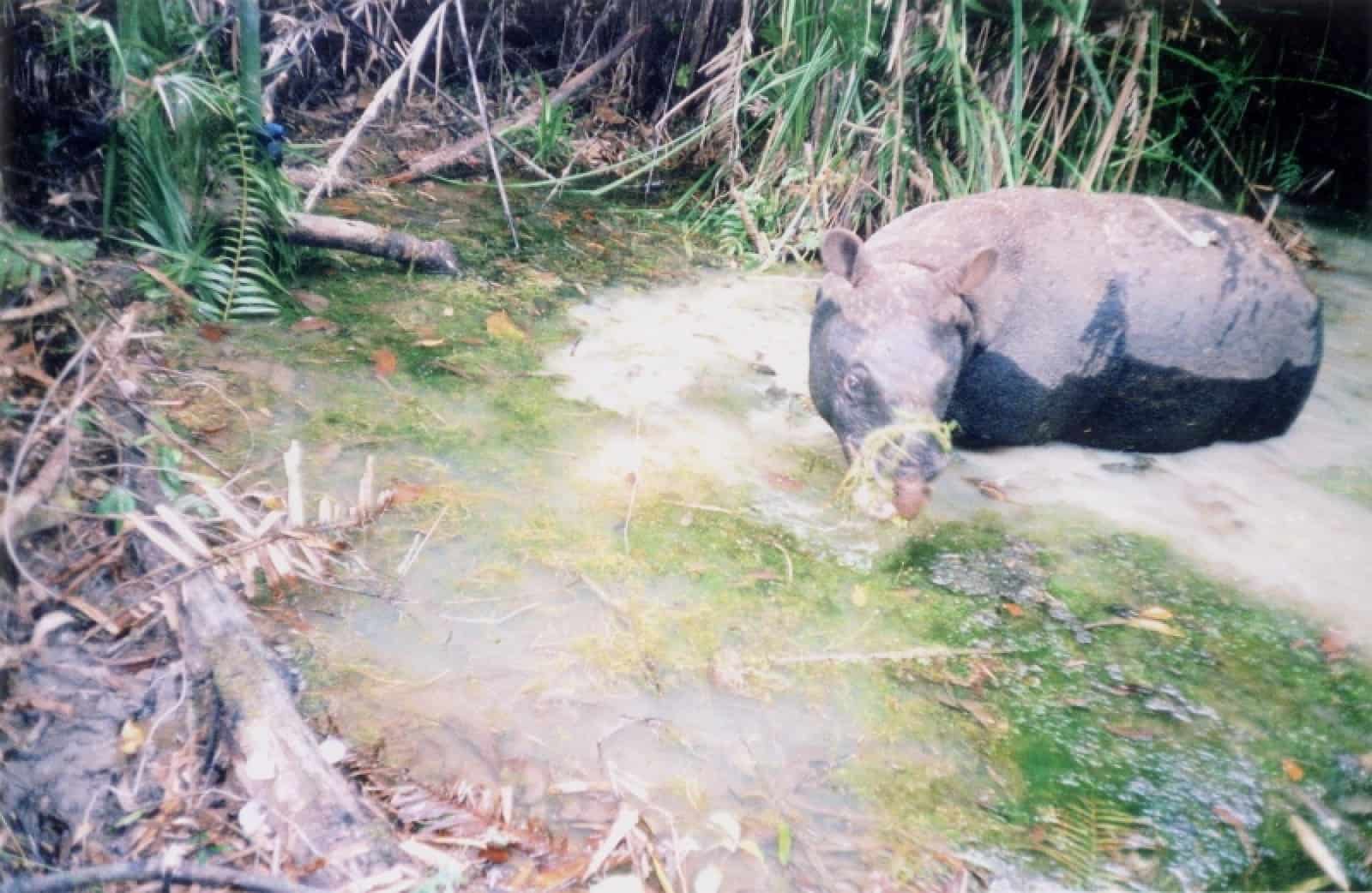 Javan Nashorn