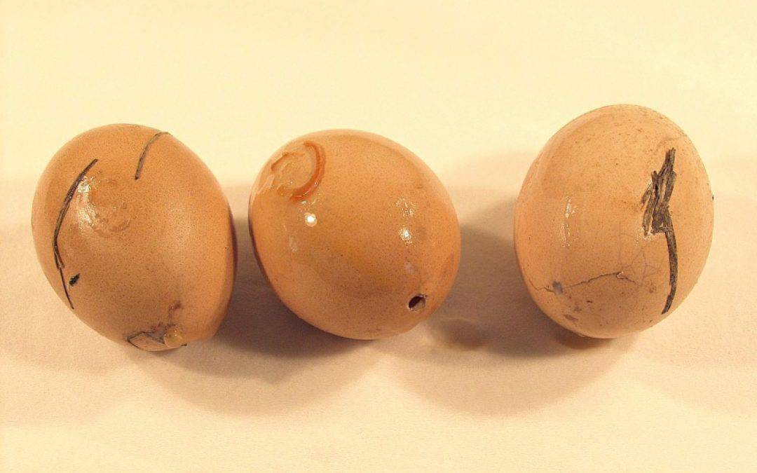 Erneut Giftalarm in Parndorf