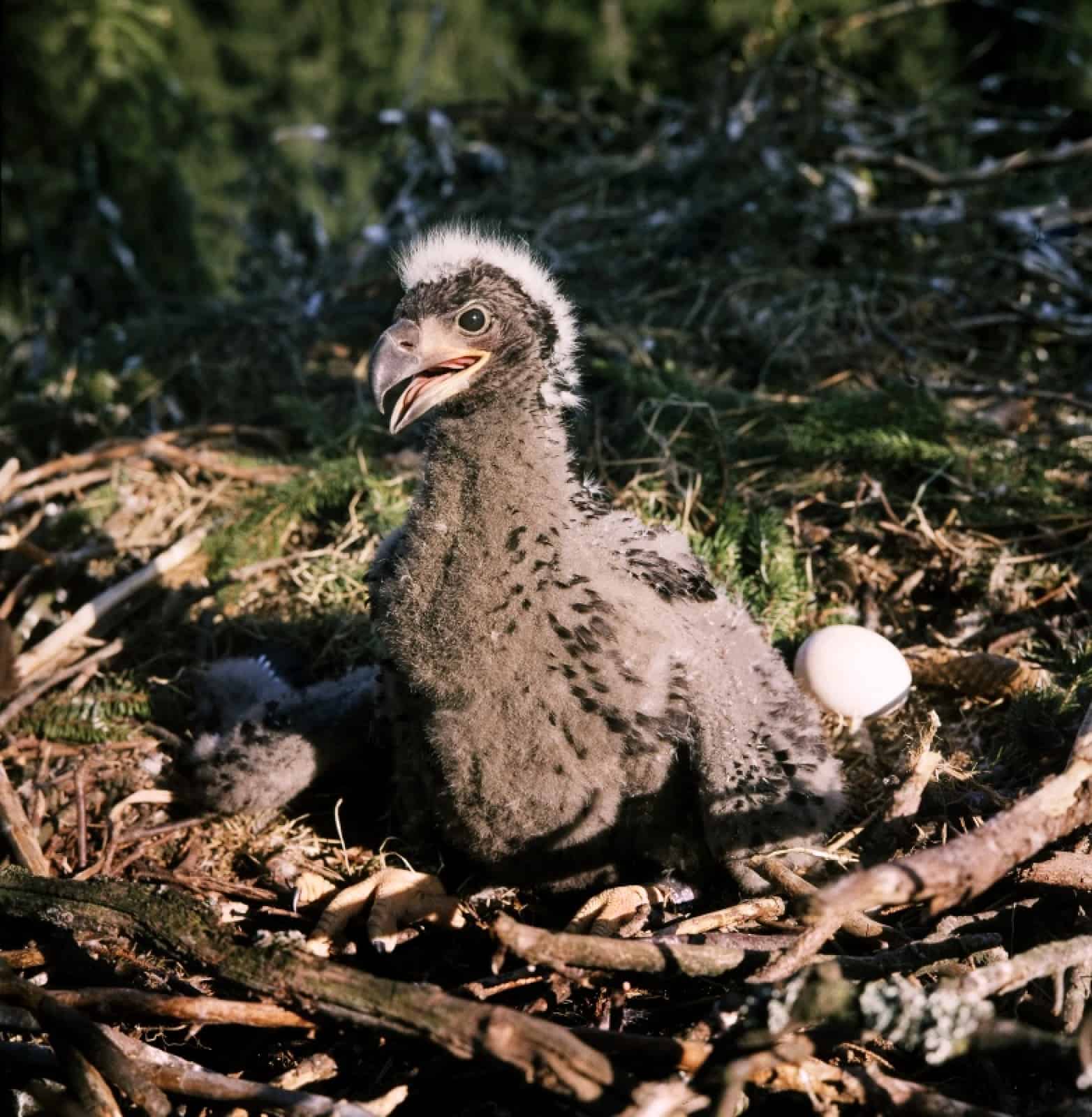 Seeadler_nestjung