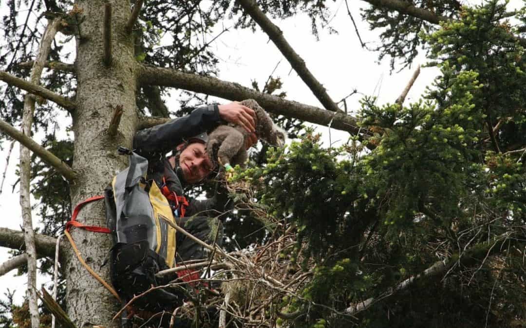 Wagemutiger Einsatz für den Seeadler
