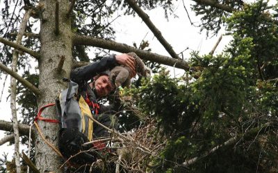 Wagemutiger Einsatz für den Seeadler