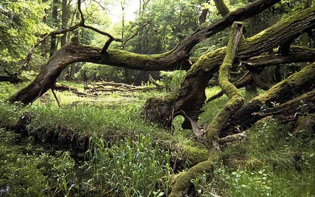 Wiederbelebung eines Naturjuwels: Renaturierung der March-Auen abgeschlossen