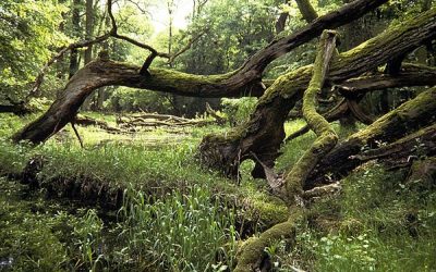 Wiederbelebung eines Naturjuwels: Renaturierung der March-Auen abgeschlossen