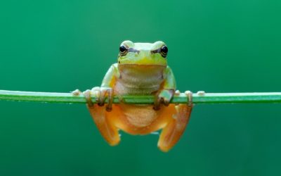 Frosch schützt Frösche