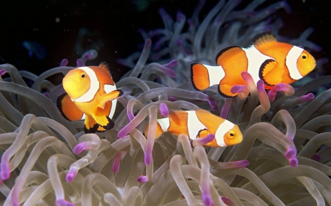 Tag des Meeres am 8. Juni: