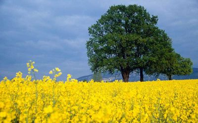 Energie, Nahrung, Wasser: Drei Herausforderungen, aber nur ein Planet