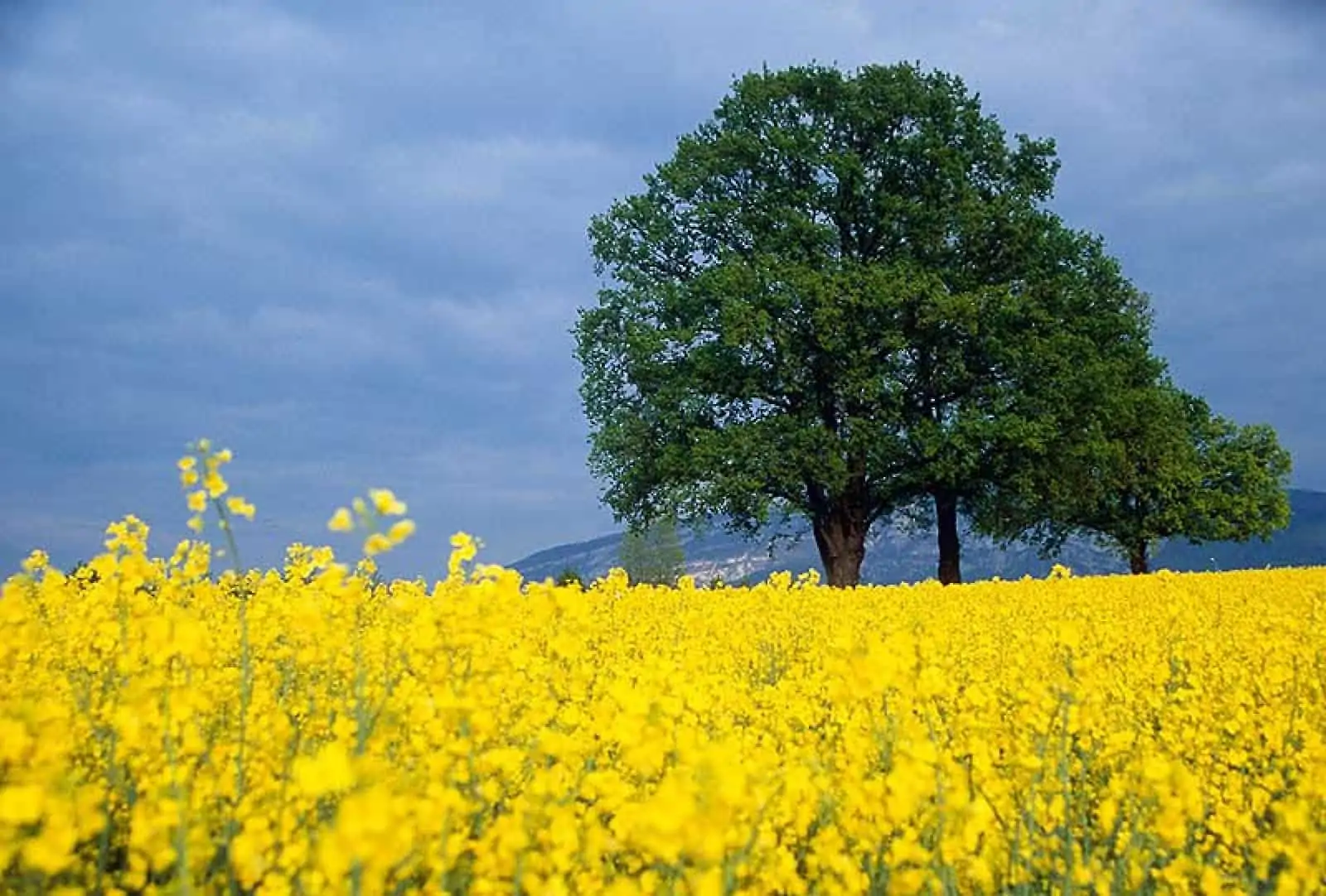 Rapsfeld