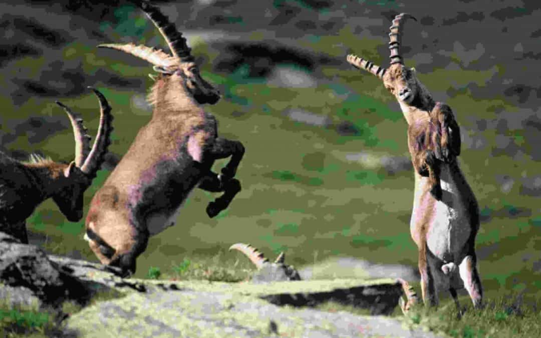 WWF-Sommercamp: Abenteuer im Nationalpark Hohe Tauern