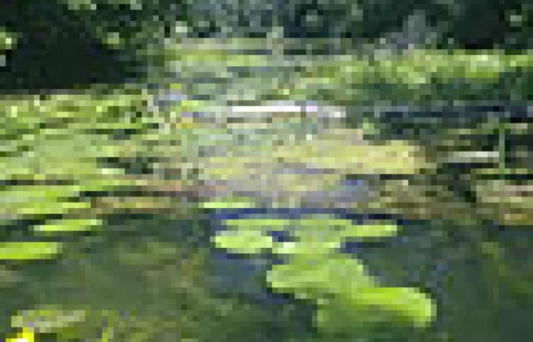 Danube Cleanup Day: WWF Jugendgruppen räumen die Donau auf