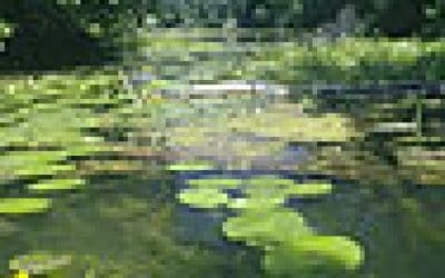 Danube Cleanup Day: WWF Jugendgruppen räumen die Donau auf