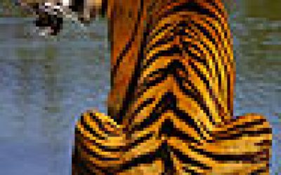 WWF ab heute mit Tiger-Ausstellung in Kärnten