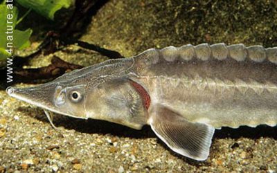 WWF begrüßt das Stör-Fangverbot in Bulgarien