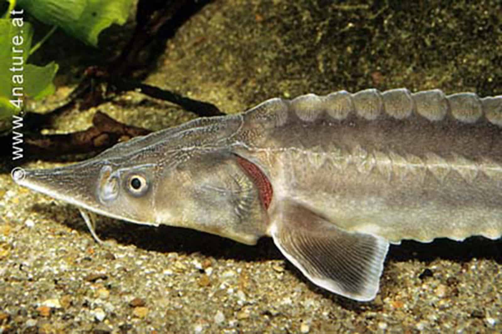 Stör