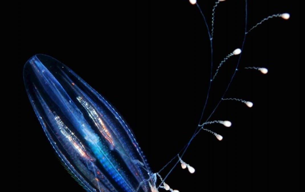 WWF: Zerstörung im Meer – Blinde Passagiere im Schiffsrumpf