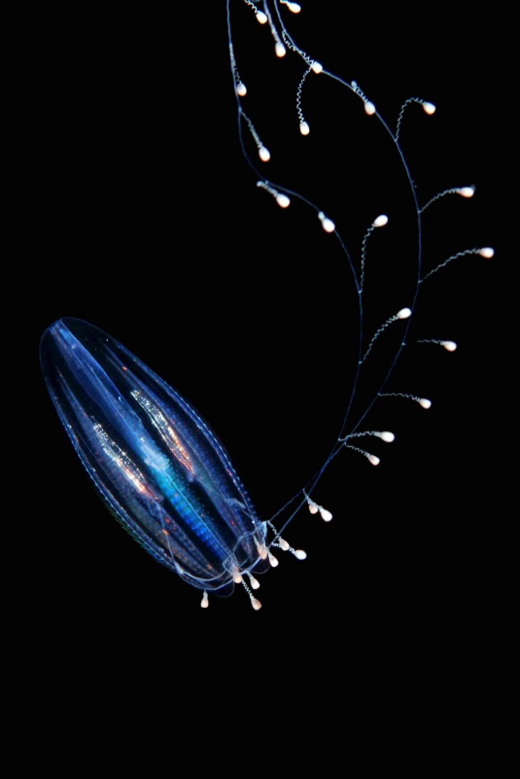 Comb Jelly Vorschau