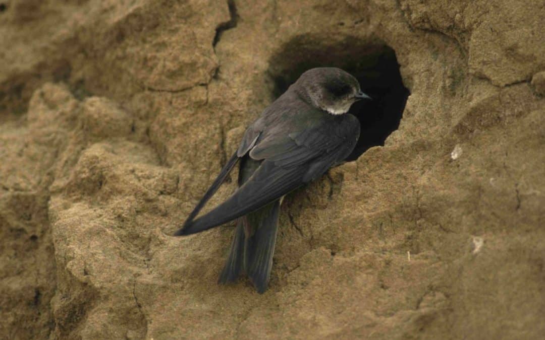 Gelsenprojekt Marchauen: Umweltanwaltschaft leitet Prüfung ein