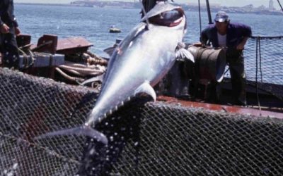 WWF: Schwarzhandel mit Rotem Thunfisch über Panama