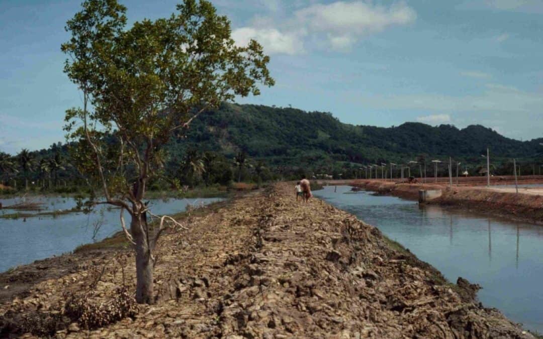 Weltrekord in Pakistan: 500.000 Bäume an einem Tag