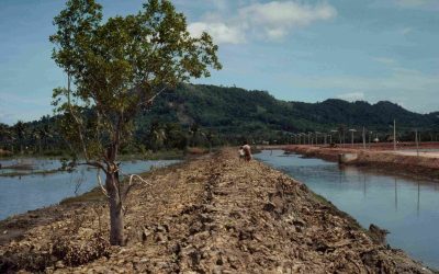 Weltrekord in Pakistan: 500.000 Bäume an einem Tag