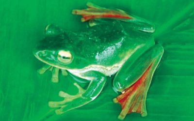 Neue Tiere: Fliegende Frösche und kleinster Hirsch der Welt