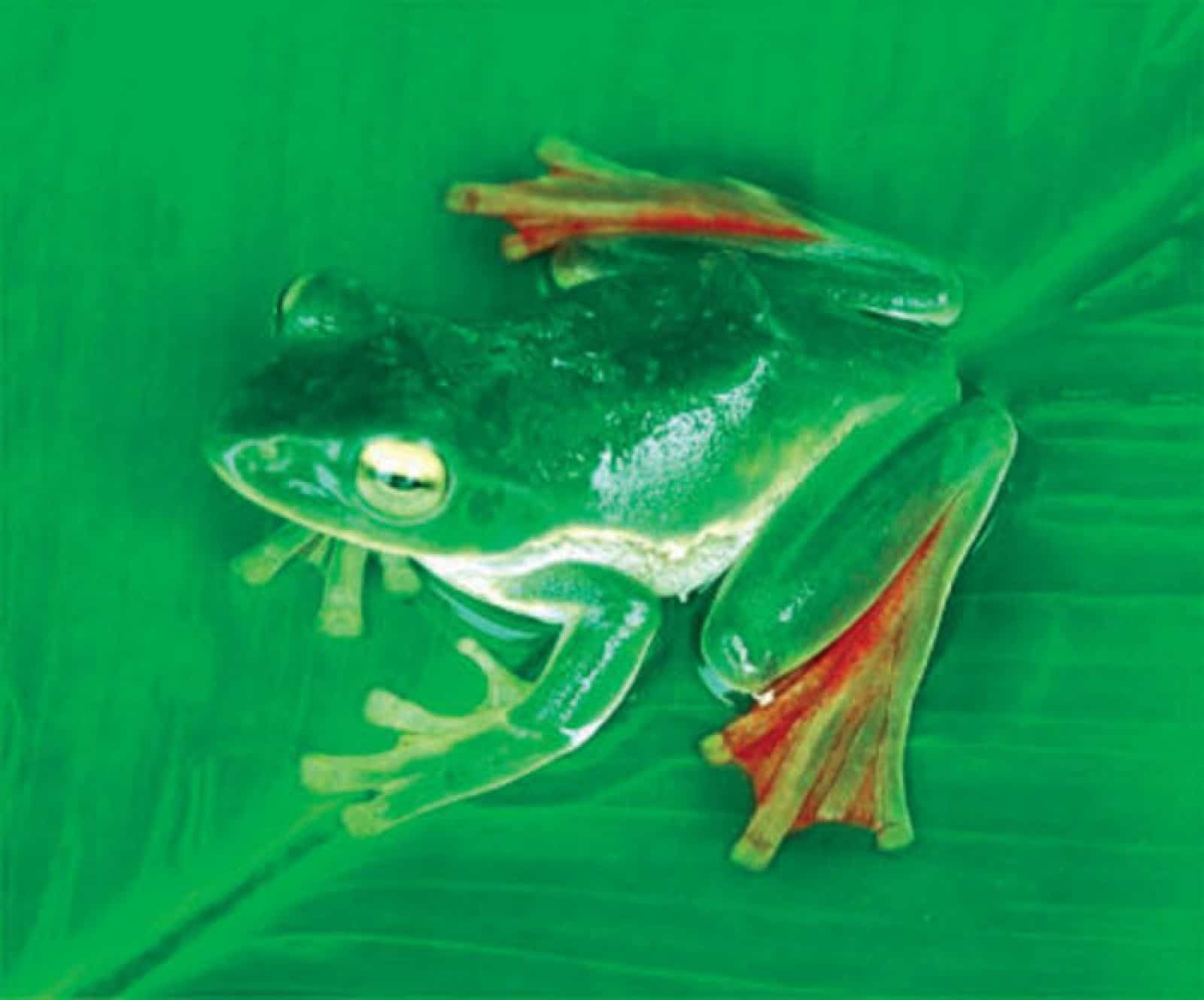 Fliegender Frosch