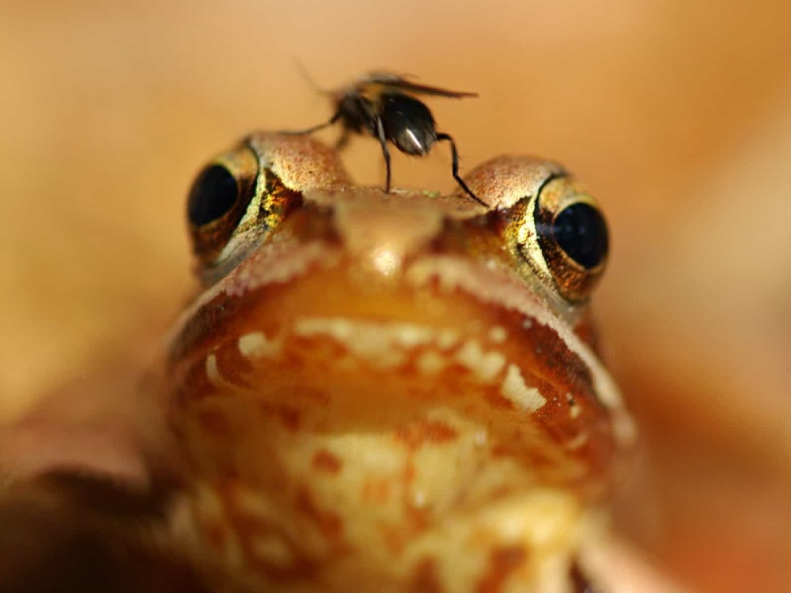 Moorfrosch, © by Rudo Jurecek Moorfrosch, © by Rudo Jurecek