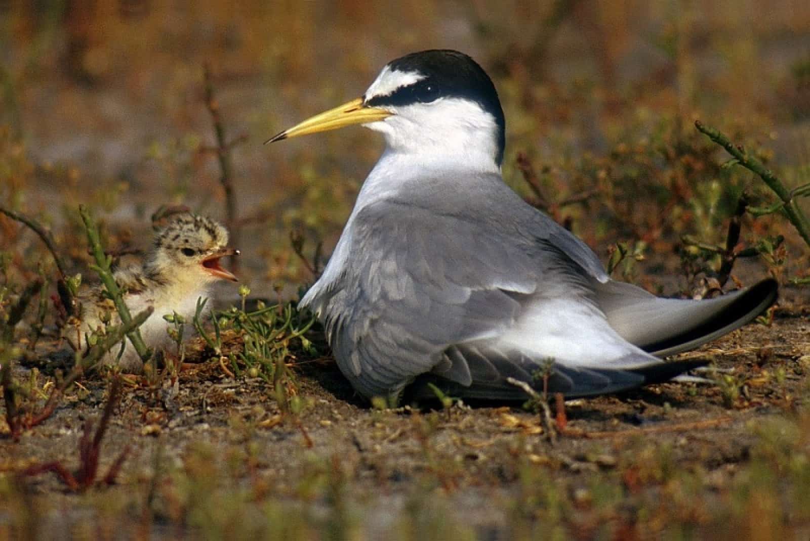 Zwergseeschwalbe