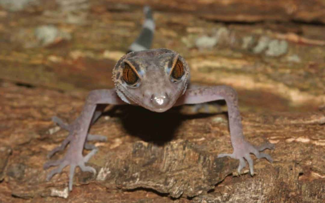 WWF-Report: Katastrophaler Klimawandel in den Mekongländern