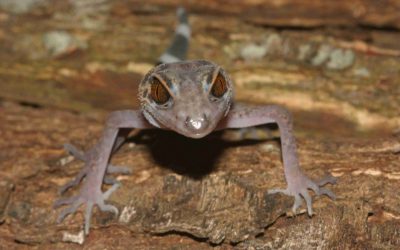 WWF-Report: Katastrophaler Klimawandel in den Mekongländern