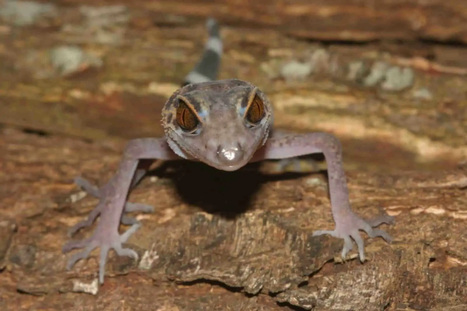 Leoparden-Gecko (Goniurosaurus catbaensis), © by Thomas Ziegler / WWF Greater Mekong Leoparden-Gecko (Goniurosaurus catbaensis), © by Thomas Ziegler / WWF Greater Mekong