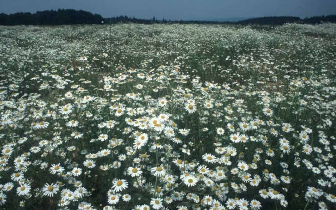 Presseaussendung WWF und Lanius
