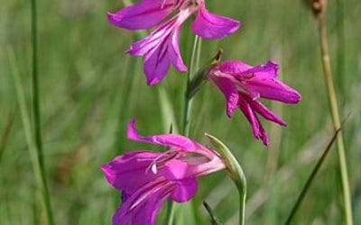 Nach geplatztem Opel-Deal: Magna versenkt „Verlorene Welten“ im Moor